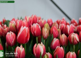 Tulipa Voicemail ® (2)